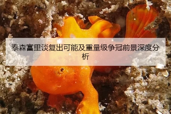 泰森富里谈复出可能及重量级争冠前景深度分析